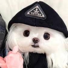 Nguyễn Minh Quân avatar